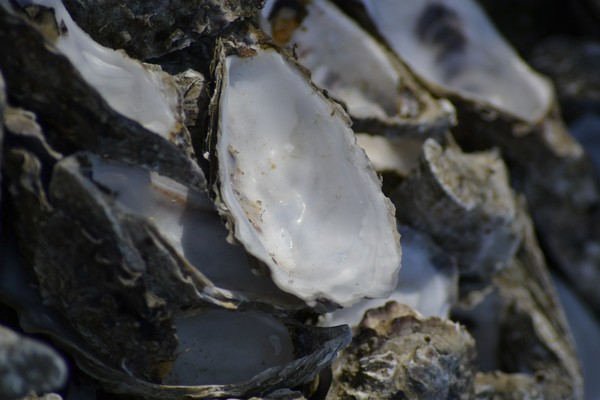 경남 남해안에서 원인을 알 수 없는 굴 집단폐사가 발생했다 (사진=픽사베이)