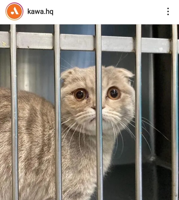 고양이 '윤기' / 사진=동물자유연대 인스타