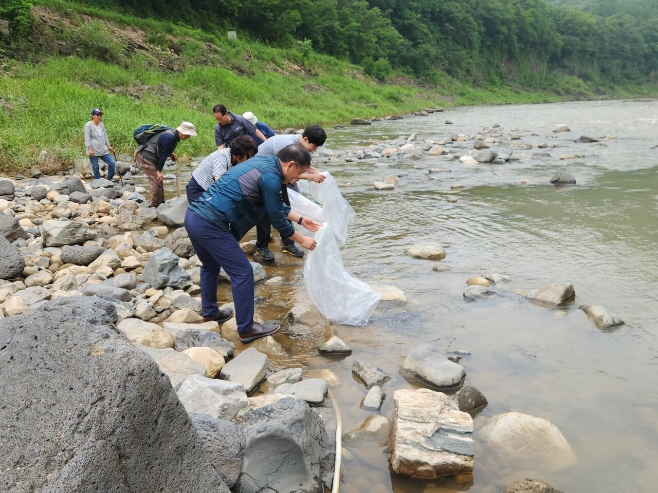 27일 오후, 멍우리 협곡 한탄강에서 열린 실뱀장어 치어 방류 행사 모습 [사진=영북면]