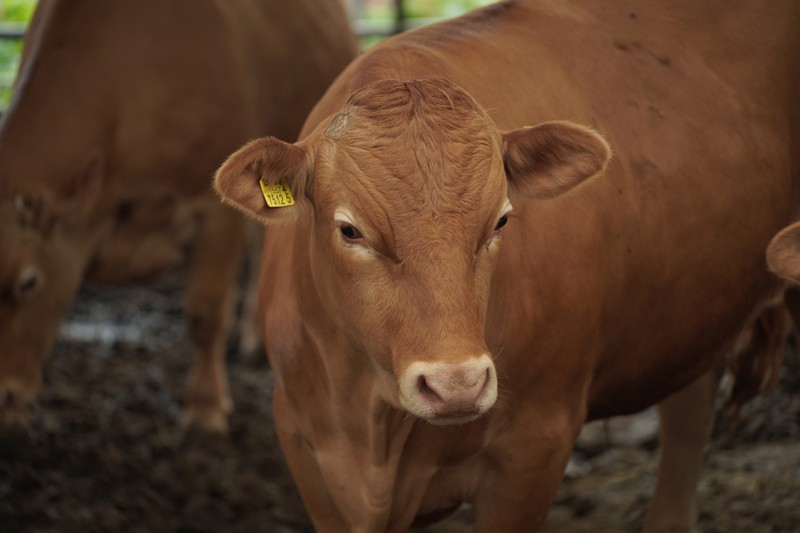 한우 / 자료=스탁키퍼